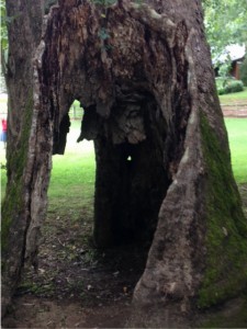 Hollow in giant sycamore tree near Nimrod Hall, Virginia 