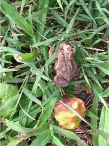 toad in grass at Nimrod Hall, Virginia