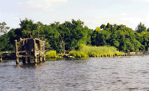 Shore line near Slater's House, Duck Blind to the Left, pilings of old wharf to the Right