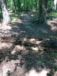 trail or path through woods