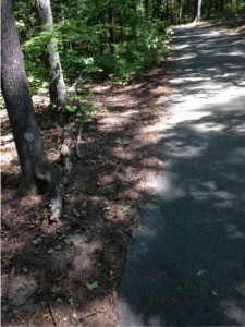 paved walking loop through the woods