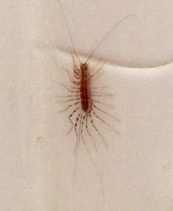 large centipede on bathtub