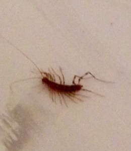 centipede dead in bathtub