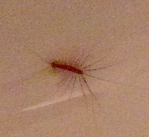 centipede dead in bathtub