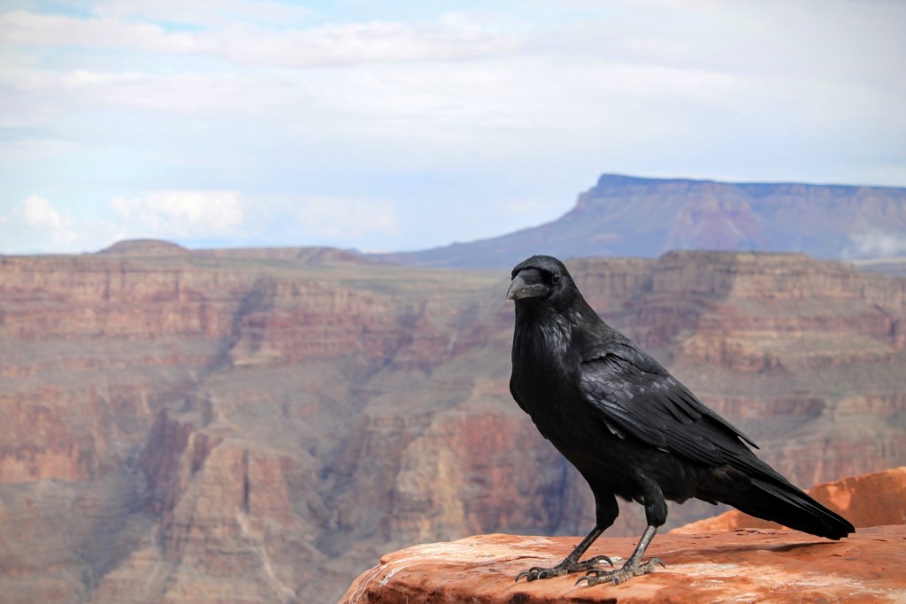 Raven overlooking Grand Canyon