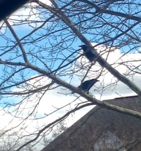murder of crows in tree
