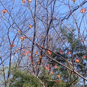 dogwood blooming in spring