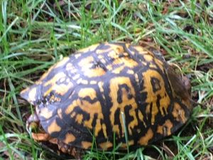 virginia wildlife turtle