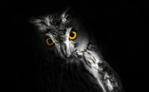 owl night