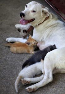 dog nursing kittens