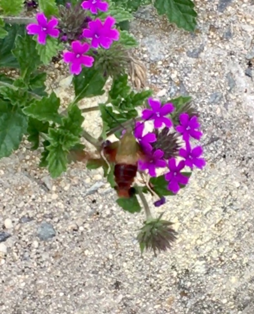 hummingbird moth on verbena
