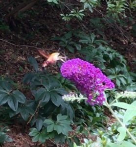 hummingbird moth feeding