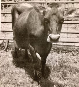 photograph of a cow