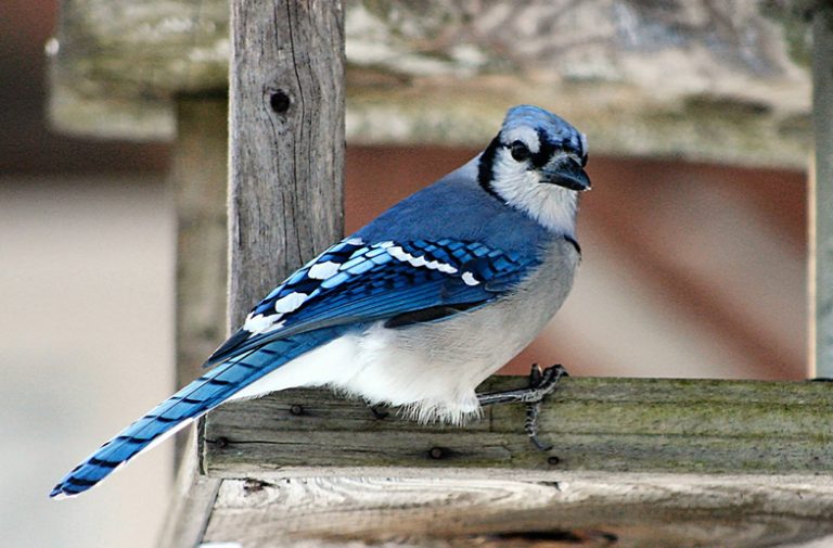 blue-jay-facts-suet - Vivian Lawry