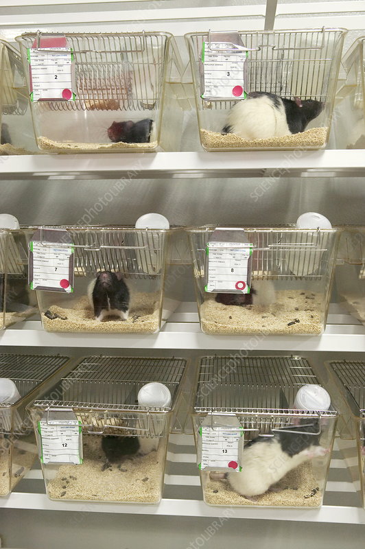 Laboratory rats Vivian Lawry