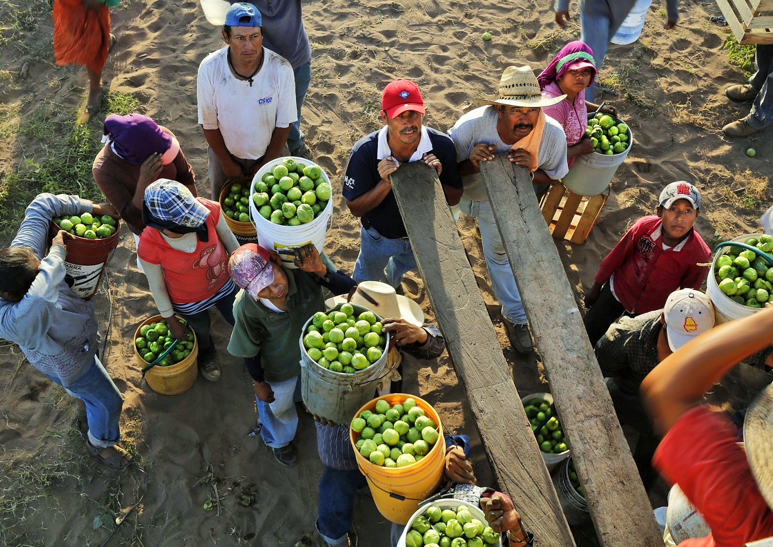 pickingcrops Vivian Lawry