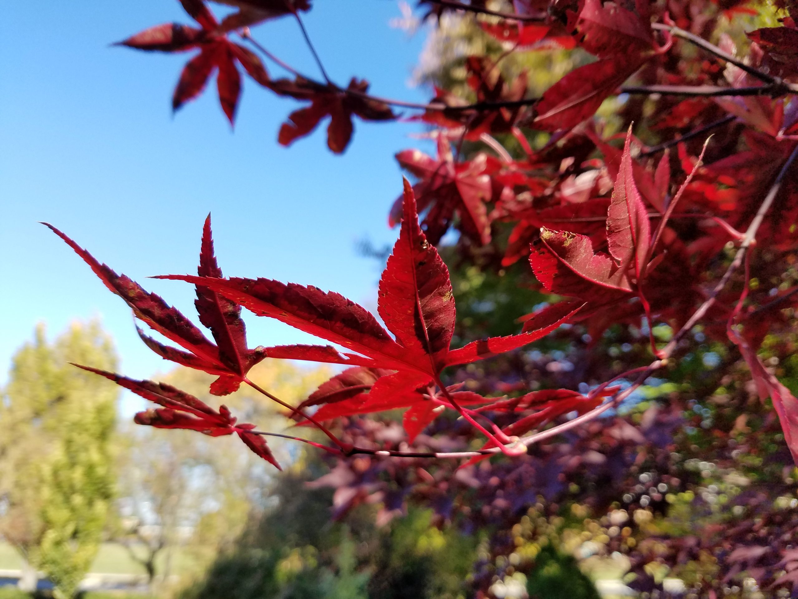 Emperor_I_Japanese_Maple_31124005756 Vivian Lawry