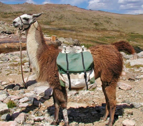 BETTER KNOW YOUR CHARACTER ALPACA OR LLAMA? Vivian Lawry