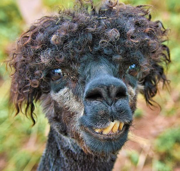 alpaca-head-animal-lama-wool-livestock-hair-animal-portrait-funny-2 -  Vivian Lawry