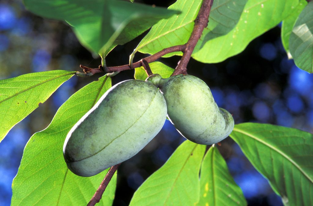 Pawpaw cluster