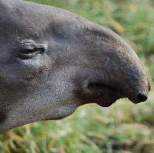 Tapir nose (scent)