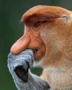 Proboscis monkey nose (scent)