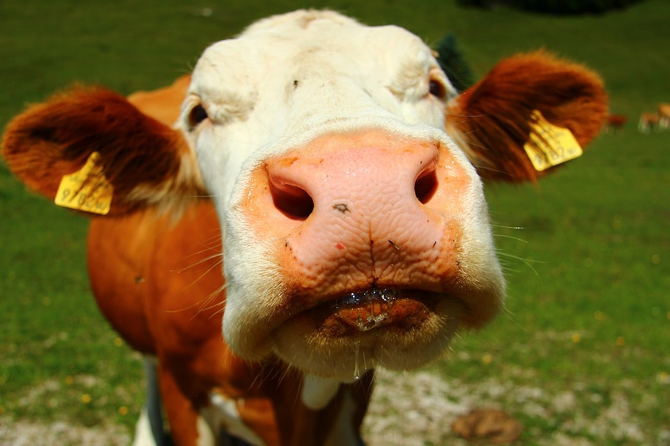 Cow nose (scent)