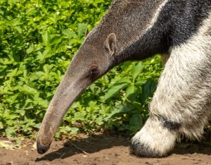 Anteater nose (scent)