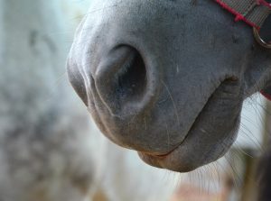 Horse nose (scent)