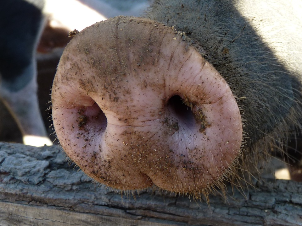 Pig snout scent