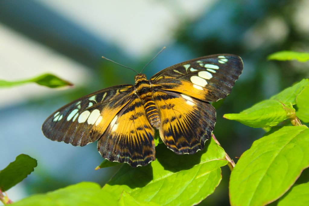Parthenos Sylvia Butterfly