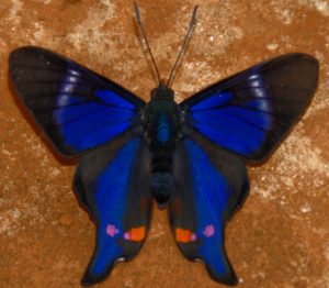 Rhetus Butterfly