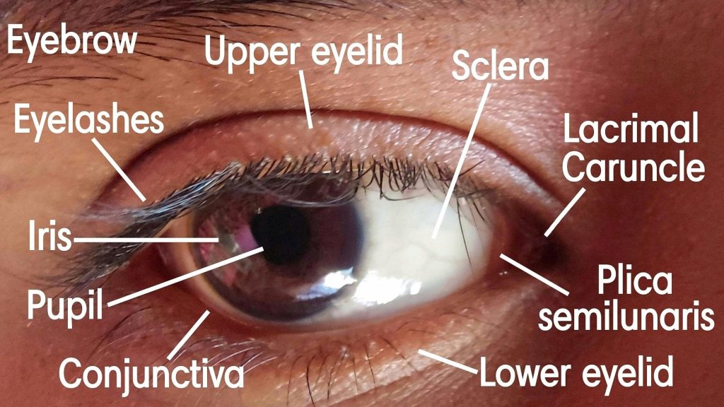 Eye and eyelash parts