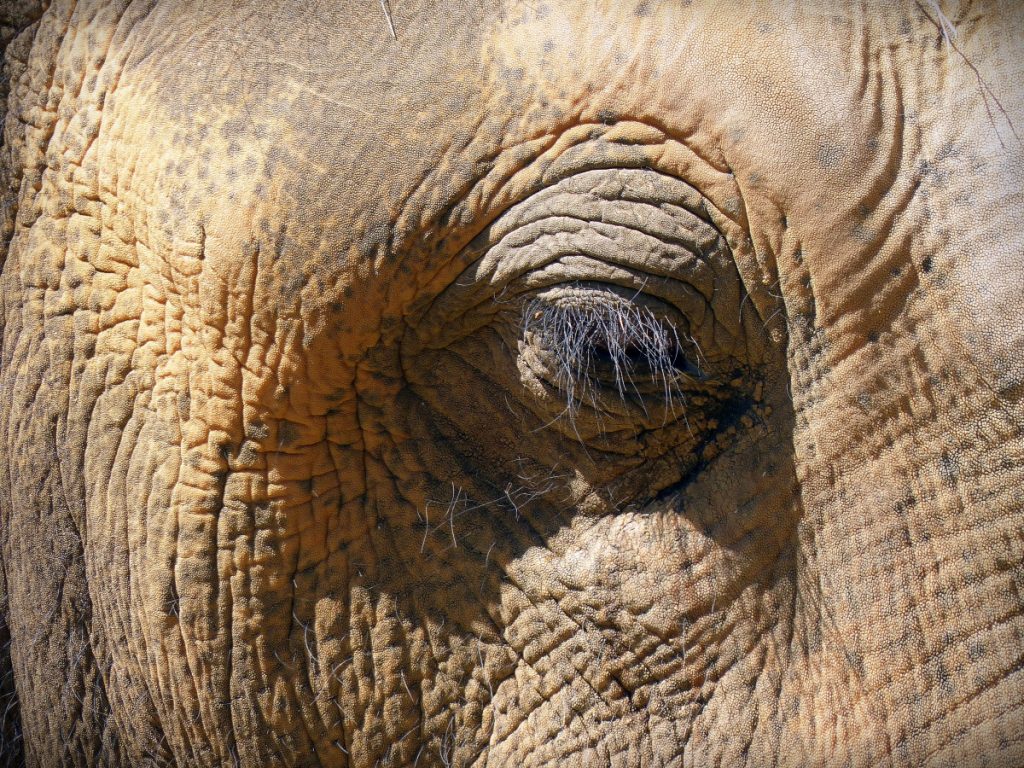 Elephant Eyelashes