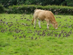 Starling flock livestock