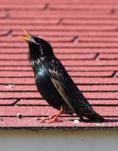 Summer starling plumage
