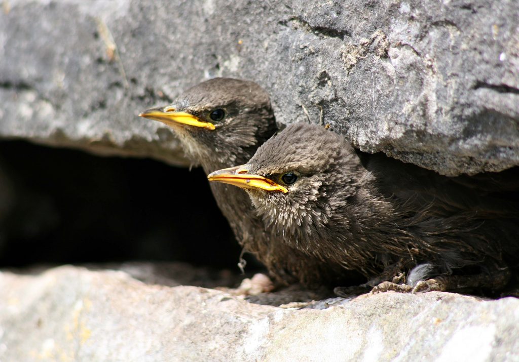 Nesting starlings