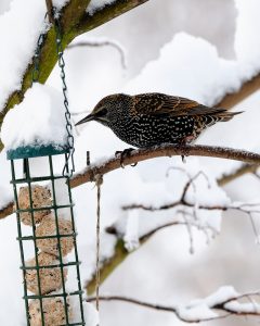 Winter starling