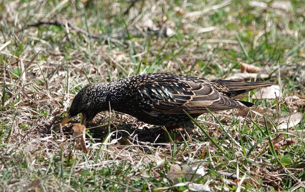 Starling foraging