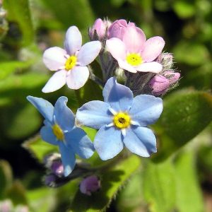 forgetting forget-me-not