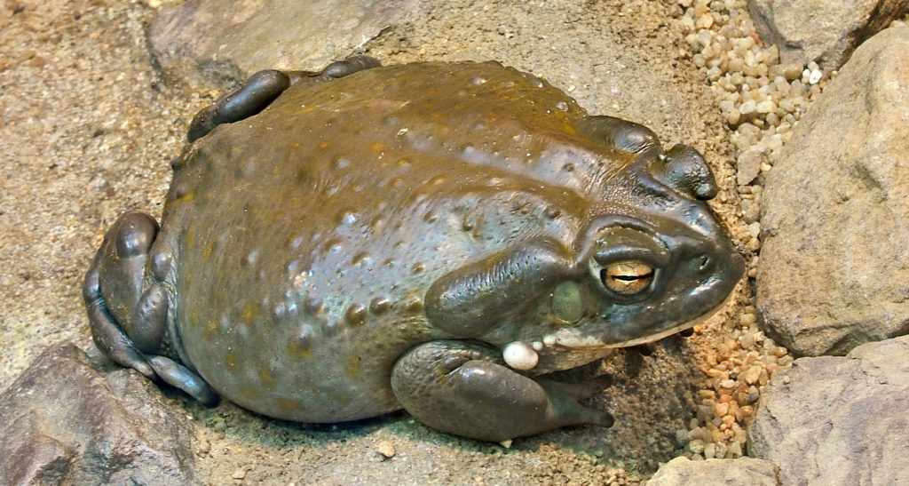 colorado river toads