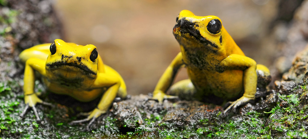 yellow dart toads