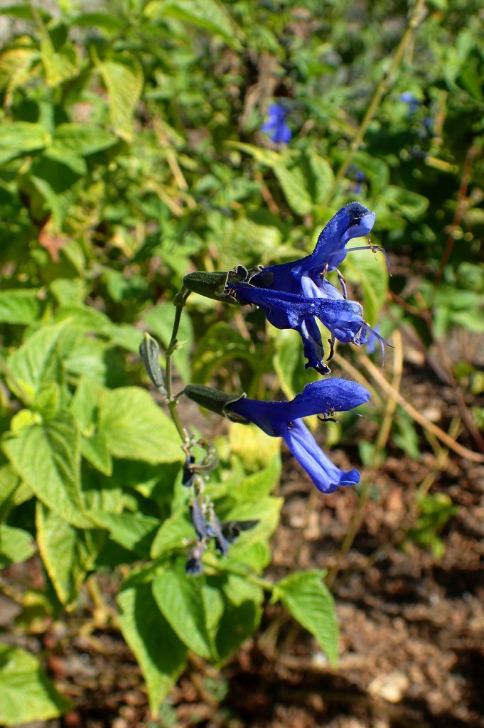 Salvia coerulea