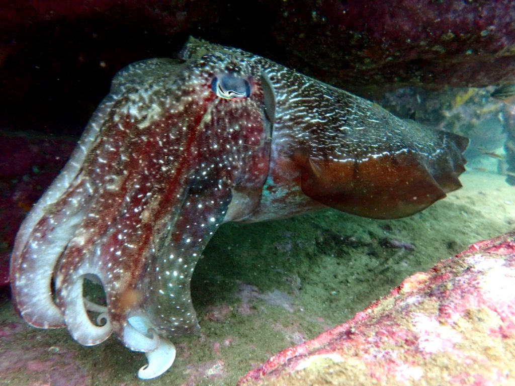 Cuttlefish brain