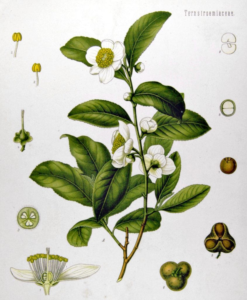Camellia sinensis tea plant