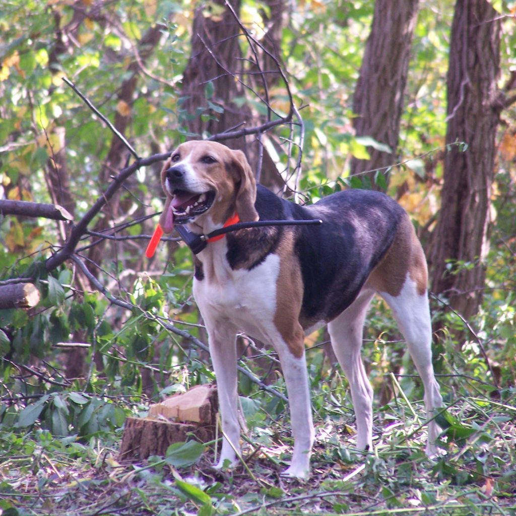 American foxhound Virginia symbols