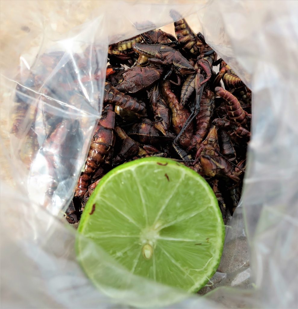 chapulines insects